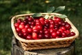 Vitamins and healthy food. Red cherries in a basket