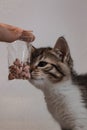 Vitamins for kittens and cats. The kitten eats a vitamin in the form of a heart. Love for animals. Cute home cat eat a pill of vit