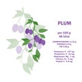 Vitamins, minerals and calorie content. Information about nutrition facts plum fruit. Conceptual healthy nutrition card
