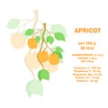 Vitamins, minerals and calorie information about nutrition facts apricot fruit. Conceptual healthy nutrition card