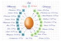 Vitamins and minerals of a chicken egg. Information on a white notebook sheet. Healthy food. Diet. Sport. Proper Royalty Free Stock Photo