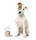 Vitamins for pets. Cute dog and bottle with pills on white background Royalty Free Stock Photo