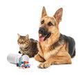 Vitamins for pets. Cute dog with cat and different pills on white background Royalty Free Stock Photo