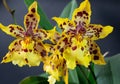 Vitekorchis aurifera orchid Royalty Free Stock Photo