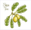 Vitellaria paradoxa or shea tree, shi tree. Vector illustration.