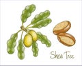 Vitellaria paradoxa or shea tree, shi tree. Vector illustration.