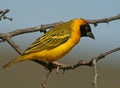 Vitelline masked weaver Royalty Free Stock Photo