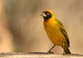 Vitelline masked weaver Royalty Free Stock Photo