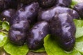Vitelotte blue-violet potato (Solanum Ãâ ajanhuiri Vitelotte Noir)