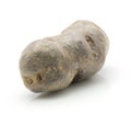 Vitelotte potato isolated Royalty Free Stock Photo