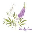 Vitex agnus-castus, also called vitex, chaste tree or chastetree, chasteberry