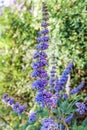 Vitex agnus-castus, also called vitex, chaste tree Royalty Free Stock Photo