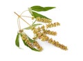 Vitex agnus-castus, also called vitex, chaste tree or chastetree, chasteberry, Abraham`s balm Isolated