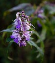 Vitex agnus-castus, also called vitex, chaste tree or chastetree, chasteberry, Abraham`s balm, lilac chastetree, or monk`s