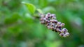 Vitex agnus-castus or chaste tree or chasteberry