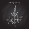 Vitex agnus-castus Royalty Free Stock Photo