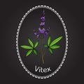Vitex agnus-castus Royalty Free Stock Photo