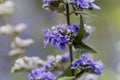 Vitex Vitex agnus-castus flowers