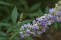 Vitex or Chaste Tree Flowers Up Close