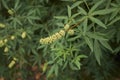 Branch with fruit of Vitex agnus castus Royalty Free Stock Photo