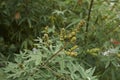 Branch with fruit of Vitex agnus castus