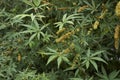 Branch with fruit of Vitex agnus castus