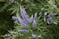 Vitex agnus-castus shrub