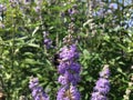 Vitex, Chaste Tree Blossoming with Purple Flowers in Bright Sunlight in July at Coney Island in Brooklyn, New York, NY.