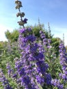 Vitex, Chaste Tree Blossoming with Purple Flowers in Bright Sunlight in July at Coney Island in Brooklyn, New York, NY.