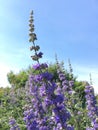 Vitex, Chaste Tree Blossoming with Purple Flowers in Bright Sunlight in July at Coney Island in Brooklyn, New York, NY.