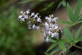 Vitex, chastetree or chasteberry flowers, Vitex agnus-castus, Rio