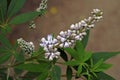 Vitex, chastetree or chasteberry flowers, Vitex agnus-castus