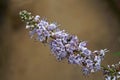 Vitex, chastetree or chasteberry flowers, Vitex agnus-castus