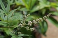 Vitex, chastetree or chasteberry flowers, Vitex agnus-castus