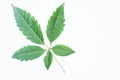 Vitex Negundo or medicinal nishinda leaves, lagundi leaves