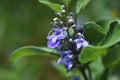 Vitex rotundifolia flowers Royalty Free Stock Photo