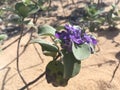 Vitex Rotundifolia, Roundleaf Chastetree, Beach Vitex Plant Blossoming on Sand Beach in Kekaha on Kauai Island, Hawaii.