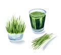 Vitgrass or wheatgrass, wheat sprouts juice, green coctail Royalty Free Stock Photo