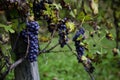 Viticulture Royalty Free Stock Photo