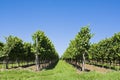 Viticulture Royalty Free Stock Photo