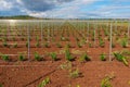 Viticulture with grape saplings Royalty Free Stock Photo