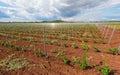 Viticulture with grape saplings Royalty Free Stock Photo