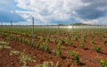 Viticulture with grape saplings Royalty Free Stock Photo