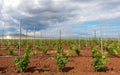 Viticulture with grape saplings Royalty Free Stock Photo