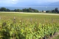 Viticulture on Lake Geneva, Switzerland