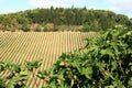 Viticulture in the region of Tuscany, Italy Royalty Free Stock Photo