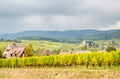 Viticulture in Riquewihr, France Royalty Free Stock Photo