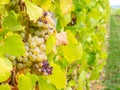 Viticulture in Riquewihr, France Royalty Free Stock Photo