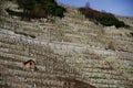 Steep vineyard with a single wooden hut