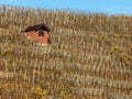 Vineyard with natural stone walls and single hut